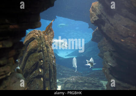 Aquarium Dorade Brassen wideview Stockfoto