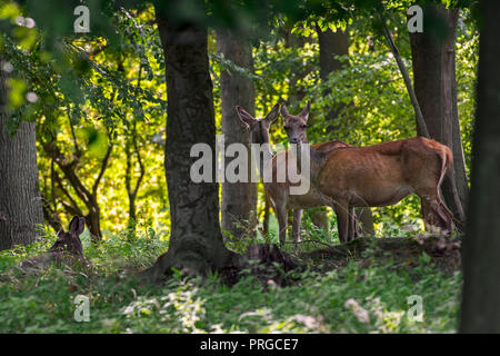 Herde von Red Deer (Cervus elaphus) Weibchen/Hinds in Wald im Herbst/Herbst Stockfoto