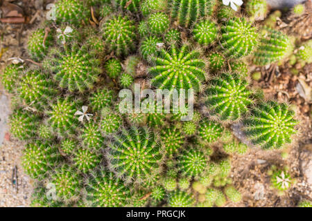 Selektiver Fokus close-up top-view-Schuß auf Golden barrel Cactus Mexiko Cluster. bekannte Arten von Kakteen, endemisch in Osten - zentrale Mich Stockfoto