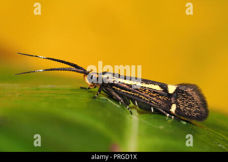 Esperia sulfurella Motte auf Rhododendron Blatt. Tipperary, Irland Stockfoto