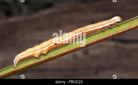 Mother Shipton motte Caterpillar (Callistege mi) auf Grashalm. Tipperary, Irland Stockfoto