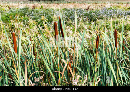 Schilf und Rohrkolben auf der Walthamstow Marshes, London, UK Stockfoto