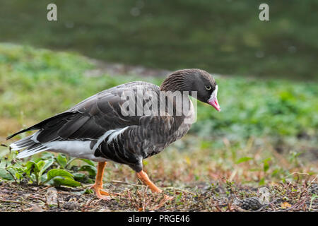 Lesser white-fronted goose (Anser erythropus) Nahrungssuche entlang des Lake Shore Stockfoto