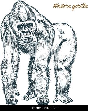 Western oder Berggorilla. grosse Affe oder Primaten. Hand gezeichnet, graviert mit wilden Tieren in Vintage oder Retro Stil, Zoologie afrikanische Symbol. Stock Vektor