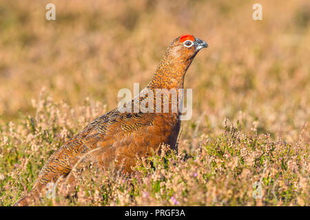 Moorschneehuhn im natürlichen Lebensraum von Heide und Gräser auf Grouse Moor in Großbritannien. Wissenschaftlicher Name: Lagopus lagopus Scotica. Horizontale Stockfoto