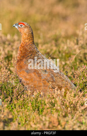 Moorschneehuhn im natürlichen Lebensraum von Heide und Gräser auf Grouse Moor in Großbritannien. Wissenschaftlicher Name: Lagopus lagopus Scotica. Horizontale Stockfoto