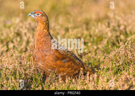 Moorschneehuhn im natürlichen Lebensraum von Heide und Gräser auf Grouse Moor in Großbritannien. Wissenschaftlicher Name: Lagopus lagopus Scotica. Horizontale Stockfoto