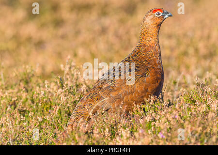 Moorschneehuhn im natürlichen Lebensraum von Heide und Gräser auf Grouse Moor in Großbritannien. Wissenschaftlicher Name: Lagopus lagopus Scotica. Horizontale Stockfoto