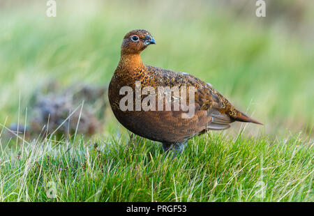 Moorschneehuhn im natürlichen Lebensraum von Heide und Gräser auf Grouse Moor in Großbritannien. Wissenschaftlicher Name: Lagopus lagopus Scotica. Horizontale Stockfoto