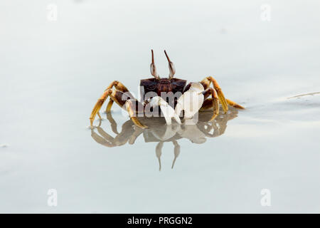 Sand Crab am Strand in Thailand. Stockfoto