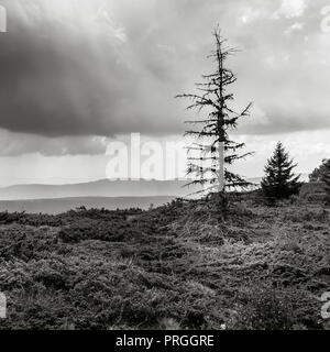 Platz Zusammensetzung eines toten Baum vor berg Schichten und ein bewölkter Himmel Stockfoto