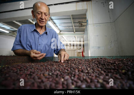 (181003) - JENIN, Oktober 3, 2018 (Xinhua) - Palästinensische Biochemiker Professor sagte Assaf, 80 Jahre alt, zeigt Jojoba Samen auf seiner Farm in Arrabeh Stadt in der Nähe der West Bank Stadt Jenin, Sept. 29, 2018. Das Jojoba Bäume, die unsterblich angesehen werden und zahlreiche Vorteile zu haben, wurden zuerst in Palästina in den späten 1970er Jahren aus Arizona in den Vereinigten Staaten gebracht, sagte Assaf. Er glaubt, daß Jojoba bildet ein großes Werk für die Region unter der aktuellen geographischen und politischen Bedingungen, wie die Palästinenser erlaubt sind in den besetzten Gebieten und der eingeschränkten Wasserversorgung reso zu machen Stockfoto