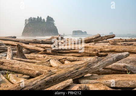 Treibholz am Strand, Quileute Nadeln in Dist, Nebel, bei der Zweiten Strand, Teil von La Push Strand, Pazifikküste, Olympic National Park, Washington State, USA Stockfoto