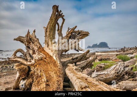 Treibholz am Strand, glatten Felsen, in der Nähe von Cape Alava, Pazifikküste, Olympic National Park, Washington State, USA Stockfoto