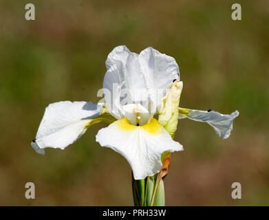 Iris pumila "Dreaming Gelb" Stockfoto