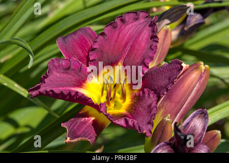 Hemerocallis 'Bela Lugosi Stockfoto