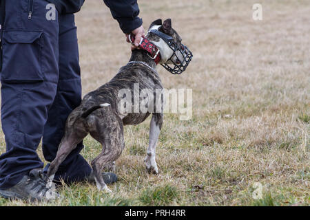 Brindle American Staffordshire Terrier Hündin einen Maulkorb tragen, bereit für die Lure Coursing Stockfoto