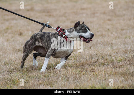 Brindle American Staffordshire Terrier Hündin Ziehen an der Leine, bereit für die Lure Coursing Stockfoto