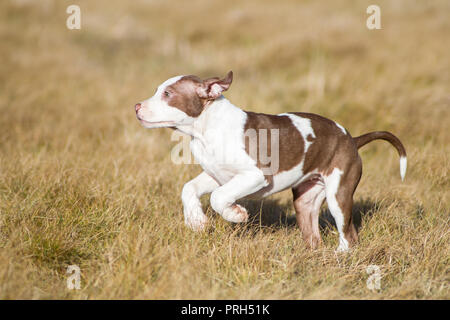 Rot/Weiß American Pit Bull Terrier Welpe läuft auf einer Wiese an einem sonnigen Wintertag Stockfoto