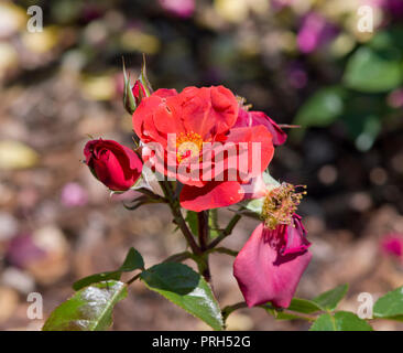 Rose heiße Schokolade Stockfoto