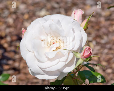 Rose Elizabeth Casson Stockfoto
