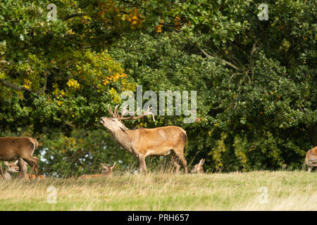 Reifer Rothirsch im Studley Royal Deer Park, Ripon, North Yorkshire, England, Großbritannien. Stockfoto