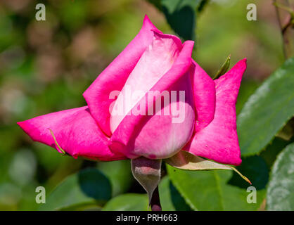 Rose Bobby Charlton Stockfoto