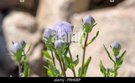 Platycodon grandiflorus 'Zwerg' Blütenknospen Stockfoto