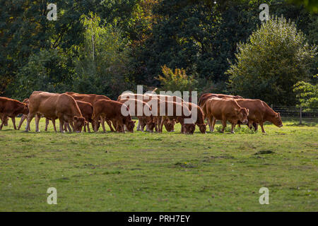 Eine Herde von Limousin Rinder, Suffolk, Großbritannien. Stockfoto