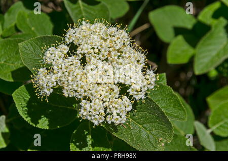 Holunder Blume oder Sambucus nigra blüht auf grünem Hintergrund, Sofia, Bulgarien Stockfoto