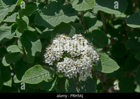 Holunder Blume oder Sambucus nigra blüht auf grünem Hintergrund, Sofia, Bulgarien Stockfoto