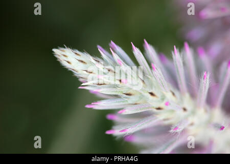 Rosa und grün spikey Blume der Mulla Mulla Pflanze aus Australien Stockfoto