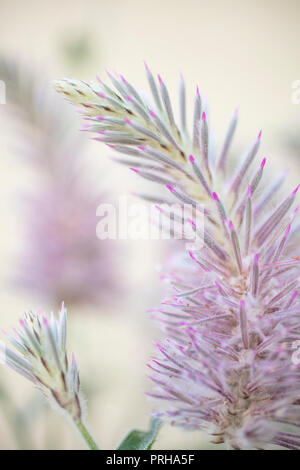 Rosa und grün spikey Blume der Mulla Mulla Pflanze aus Australien Stockfoto