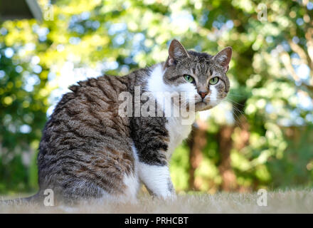 Eine schöne große tabby Katze sitzt im Sommer Gras und aufmerksam schaut in den Rahmen vor dem Hintergrund der hellen bunten Bokeh. Domesti Stockfoto