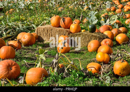 Kürbisse in das Feld ein. Stockfoto