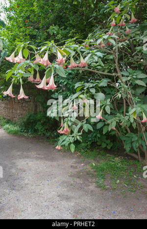 Rosa und weissen Brugmansia Versicolor Engel Trompete Strauch immergrüner Strauch Familie der Solanaceae brugmansia Versicolor lagerh Engel Teufel Trompete Bush ga Stockfoto