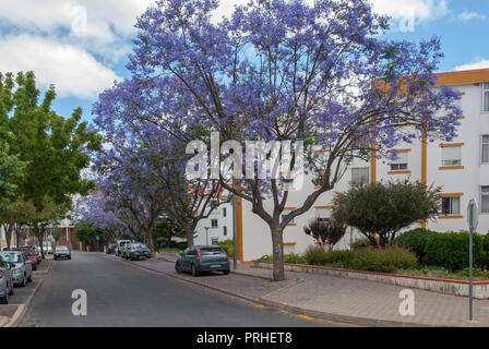 Portugiesische Jacaranda Bäumen gesäumten Straße Arzt Morais Simao Tavira Portugal Blick auf städtischen Straße gesäumt mit Violett Blau blühenden Jacaranda mimosifolia Stockfoto