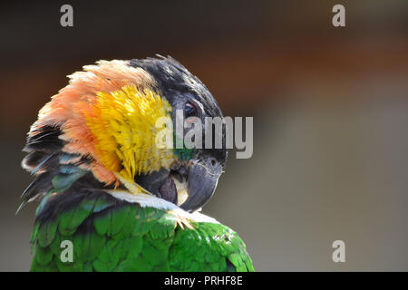 Grün, Schwarz, Gelb und Pink parrot Reinigung Federn, Ansicht schließen Stockfoto