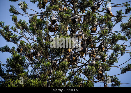 Viele Flughunde Übergabe in einem Baum, im Botanischen Garten von Kandy, Sri Lanka Stockfoto