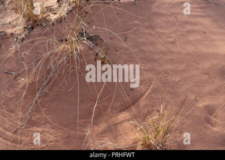 Tier- und mundgeblasenem wind Bush hinterlassen ihre Spuren im Sand, Arches National Park, Utah Stockfoto