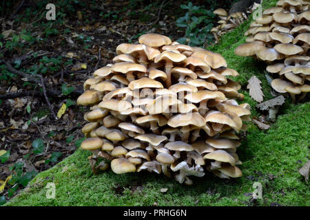 Pilz Armillaria Mellea (Honig) ist weit verbreitet in den nördlichen gemäßigten Regionen, wo es parasitär wächst auf eine große Anzahl von Laubbäumen Stockfoto