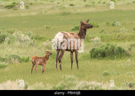 Neugeborenen Elch Kalb mit seiner Mutter in Yellowstone National Park. Stockfoto