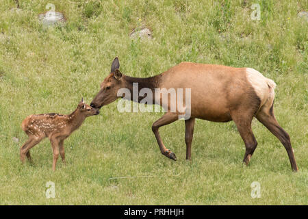 Neugeborenen Elch Kalb mit seiner Mutter in Yellowstone National Park. Stockfoto