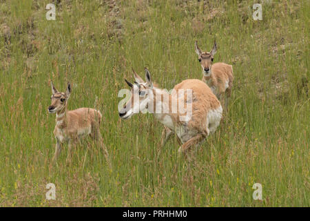 Pronghorn Mutter und Rehkitze im Yellowstone National Park. Stockfoto