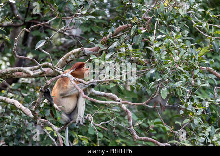 Weibliche proboscis Monkey, Nasalis larvatus, Fütterung, Tanjung Puting Nationalpark, Borneo, Indonesien. Stockfoto