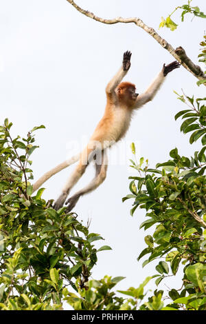 Junge proboscis Monkey, Nasalis larvatus, Springen, Tanjung Puting Nationalpark, Borneo, Indonesien. Stockfoto