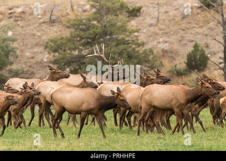 Bull elk Herding seinen Harem im Yellowstone National Park Stockfoto