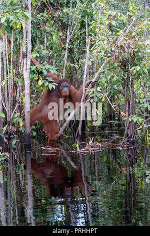 Wilder Mann bornesischen Orang-utan (Pongo pygmaeus), im Dschungel entlang der Sekonyer River, Borneo, Indonesien Stockfoto