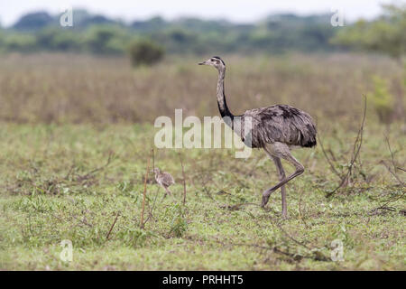 Ein Erwachsener mehr Rhea Rhea americana, pousado Rio Claro, Mato Grosso, Brasilien. Stockfoto