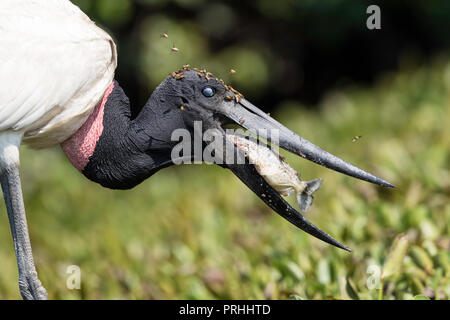 Ein erwachsener Jabiru, Jabiru mycteria, Essen ein piranha an pousado Rio Claro, Mato Grosso, Brasilien. Stockfoto